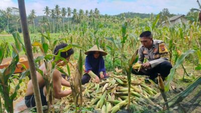 Polisi Sambangi Petani Jagung di Eyat Mayang Lembar, Dorong Ketahanan Pangan Lokal