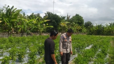 Dorong Kemandirian Pangan Keluarga, Bhabinkamtibmas Dampingi Warga Olah Lahan