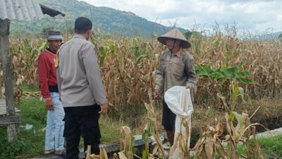 Jagung Melimpah, Polri Dukung Ketahanan Pangan di Lombok Barat