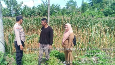 Bhabinkamtibmas Kediri Lobar dan PPL Tinjau Panen Jagung, Jaga Kestabilan Pangan Desa