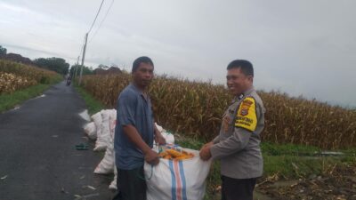 Harga Jagung di Lombok Barat: Polisi Imbau Petani Jual ke Bulog