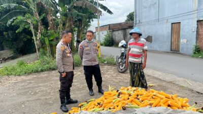 Polsek Labuapi Bantu Petani Amankan Harga Panen Jagung ke Bulog