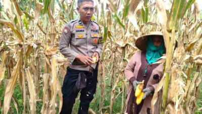 Peran Polri Jaga Stabilitas Harga, Petani Jagung Lombok Barat Diimbau Jual ke Bulog