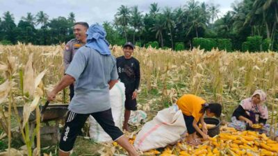 Demi Stok Pangan Nasional, Polsek Lembar Ajak Petani Salurkan Jagung Varietas NK ke Bulog