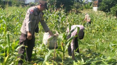 Sinergi Polri dan Petani, Panen Jagung Bersama di Bagik Polak