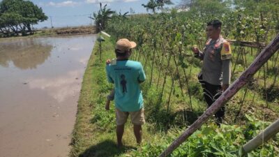 Bhabinkamtibmas Kuranji Dalang Gelar Sambang untuk Edukasi Ketahanan Pangan di Dusun Mapak Barat