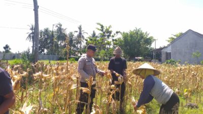 Sinergi Polri dan Petani: Bhabinkamtibmas Desa Kuripan Timur Bantu Panen Jagung Hibrida