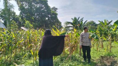 Polres Lombok Barat Dorong Produktivitas Jagung Lewat Pendampingan Petani