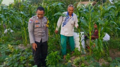 Petani Kuripan Utara Terapkan Inovasi Pertanian Didukung Polri