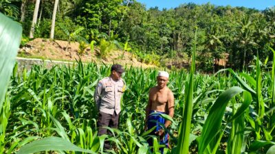 Sinergi Polri-Petani, Pengecekan Lahan Jagung di Mareje Timur