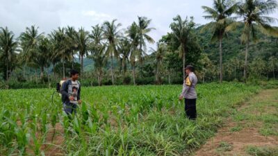 Bhabinkamtibmas di Gerung Dukung Petani Jagung di Giri Tembesi