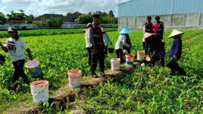Polres Lombok Barat Turun ke Sawah, Pastikan Produktivitas Jagung di Gerung Terjaga