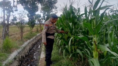 Bhabinkamtibmas Terong Tawah Dorong Pemanfaatan Pekarangan untuk Ketahanan Pangan