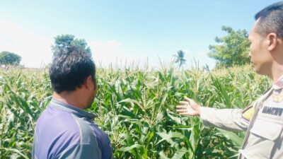Polri Hadir untuk Pangan: Petani Desa Labuapi Didukung Tanam Jagung di Lahan Kosong