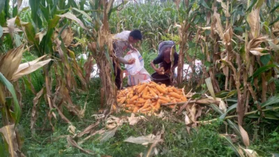 Sinergi Polri dan Warga Desa Jagaraga Bangun Kemandirian Pangan