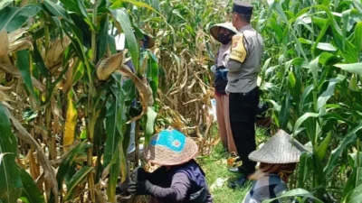 Bhabinkamtibmas Kawal Panen Jagung, Petani Babussalam Tersenyum Lega