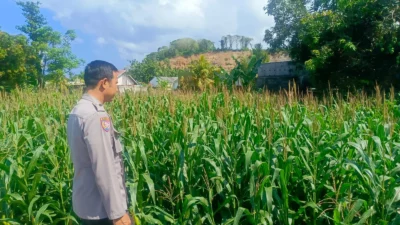 Kehadiran Polisi di Ladang Jagung, Bukti Sinergi Polri dan Petani di Lombok Barat