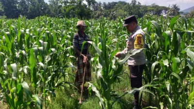 Polsek Kuripan Turun ke Sawah, Dukung Petani Tingkatkan Produksi Jagung